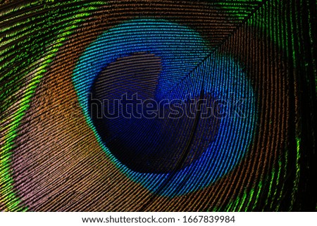 close up of indian peacock colorful tail textures and patterns.peacock tail feathers background