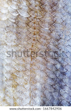 Scales of fish close-up. Detailed macro photo texture. The concept of fishing, eating fish, cooking fish dishes.
