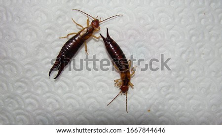 Earwigs | Female on the right , male on the lift.
Close up of Earwig on white background
insect isolated
Closeup earwigs
Earwigs will use their pincers to defend themselves.
 insects, animals, animal Royalty-Free Stock Photo #1667844646