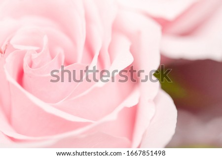 Tender rose flower in nature, floral art and botanical garden as background