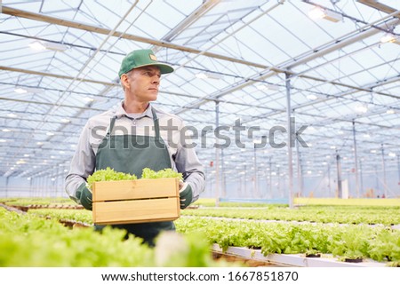 Waist up portrait of mature worker holding box of vegetables at industrial plantation in greenhouse, copy space