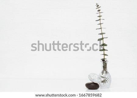 Eucalyptus tree branch with green leaves in a glass bottle over white background.