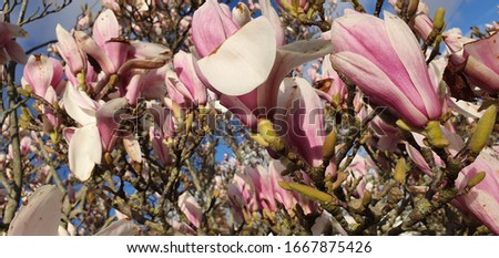 Magnolia blossoms beautiful pink flowers 