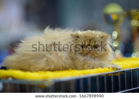 Pedigreed Persian exotic cat lying on a table, blurred awards on a background