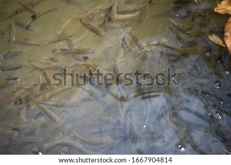 Group of Siamese mud carp fish in water.
