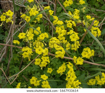 Spring Flowering Bermuda Buttercup or African Wood Sorrel Wild Flowers (Oxalis pea-caprae) Growing on the Island of Tresco in the Isles of Scilly, England, UK