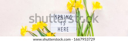 Creative flat lay top view Spring is here on lightbox greeting card with yellow daffodils flowers on pink background. Celebration Postcard template