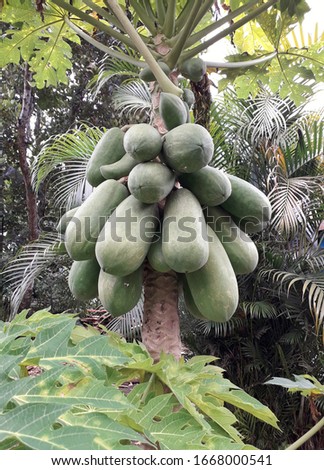 Papaya trees that bear fruit in the garden in the afternoon.  Great for fruit, background and other stores.