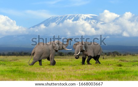 Large adult elephant with a snow covered Mount Kilimanjaro in the background. Animal in the habitat. Wildlife scene from nature Royalty-Free Stock Photo #1668003667