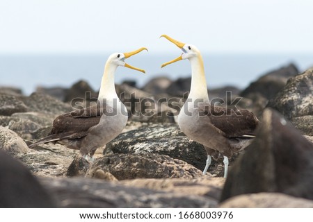 Waved albatrosses performing a mating ritual Royalty-Free Stock Photo #1668003976