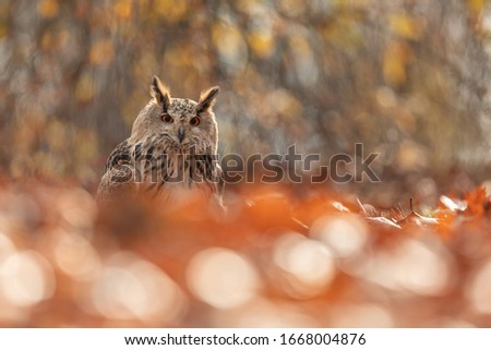 beautiful eurasian eagle owl perched in autumn leaves