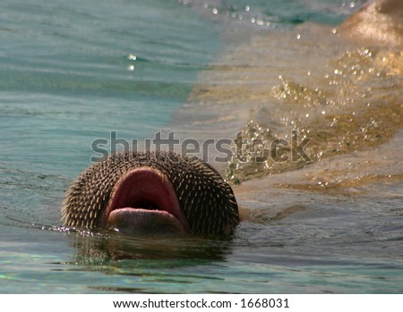 Swimming walrus