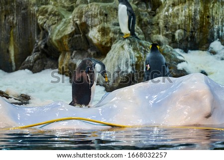 Big beautiful royal penguins in the aquarium.Penguins in the aquarium