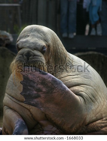 Sitting walrus