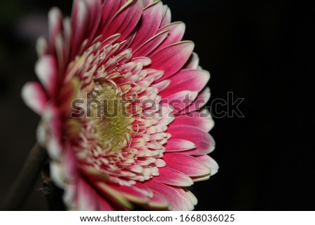  close up of beautiful side viewed white pink daisy with black background.