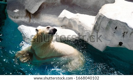 polar bear in the Ueno Zoological Garden