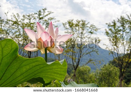 a close-up picture of a lotus flower
