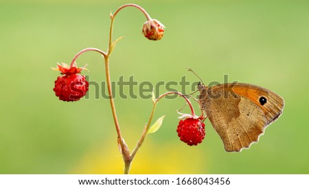 A butterfly sits on a wild strawberry.