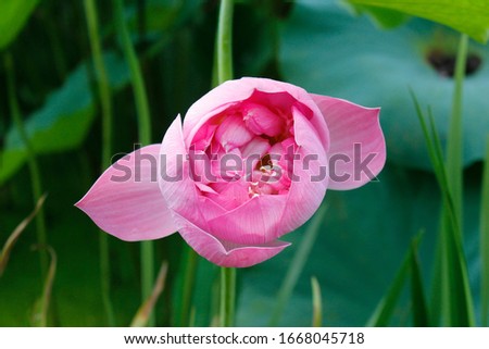 a picture of a lotus flower just before it blooms.