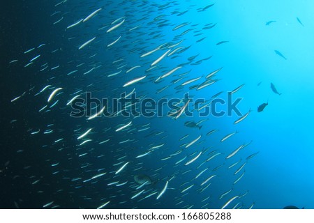 School of Fish: Sardines underwater in ocean