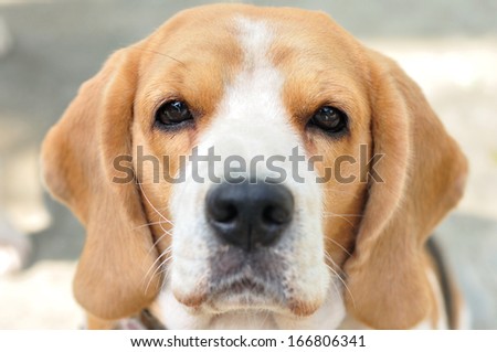 Close up beagle face eyes focus