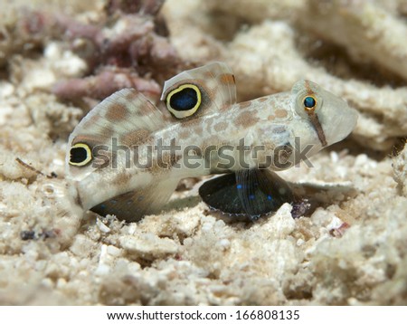 Twinspot goby in Bohol sea, Phlippines Islands