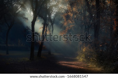 sun rays through the forest trees