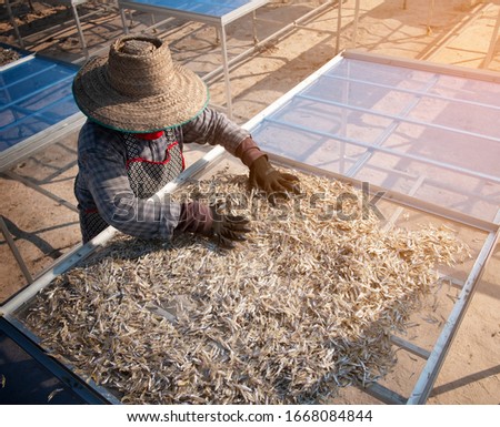 fisherman's hand with small fish or sun-dried fish 