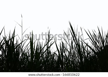 grass silhouette on a white background, isolated Royalty-Free Stock Photo #166810622
