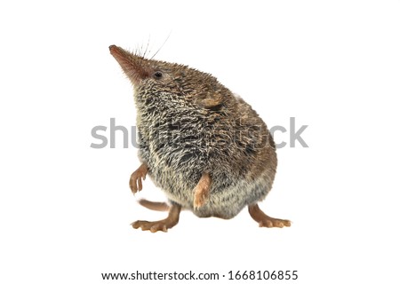 Eurasian pygmy shrew (Sorex minutus) mouse on white background. This is one of the smallest mammals in the world. Royalty-Free Stock Photo #1668106855