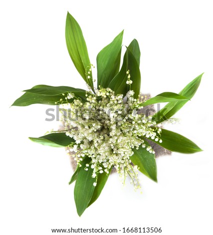 Bouquet of lily of the valley isolated on white background