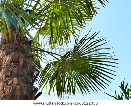 Big green tropic palm leaves in the sky