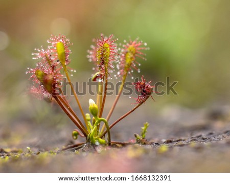 Spoonleaf sundew (Drosera intermedia) is an insectivorous plant species belonging to the sundew genus. With insects caught in leaves. Royalty-Free Stock Photo #1668132391