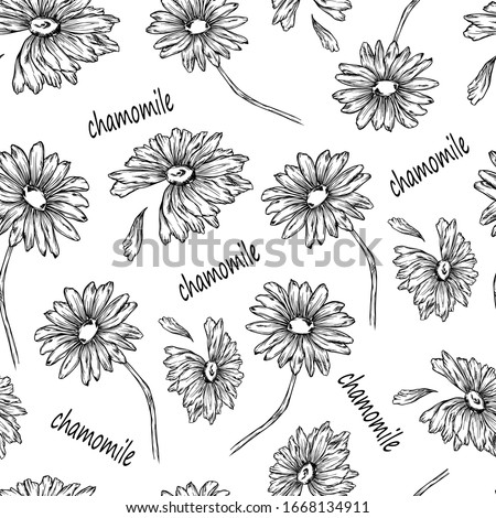 monochrome pattern daisy flowers graphic outline seamless wallpaper print textile vector illustration isolate nature greens