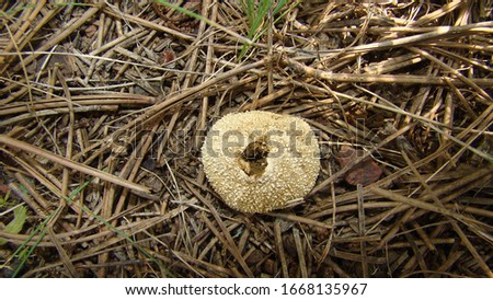 Mushroom , Puffball.
Puffball fungus (Lycoperdon perlatum) spores reproduction smoke mushroom
Lycoperdon molle, commonly known as the smooth puffball or the soft puffball, wild mushroom from Europa
