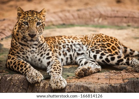 Leopard in the wild in Thailand.