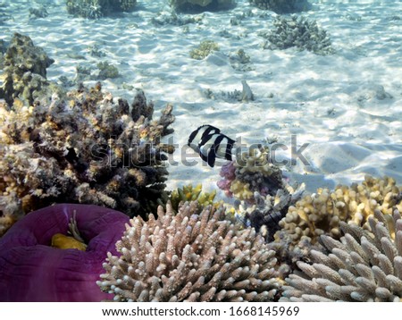 The Best Coral Reef Locations: Red Sea are the largest natural structures in the world
