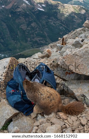 wild marmot in the wilderness of colorado