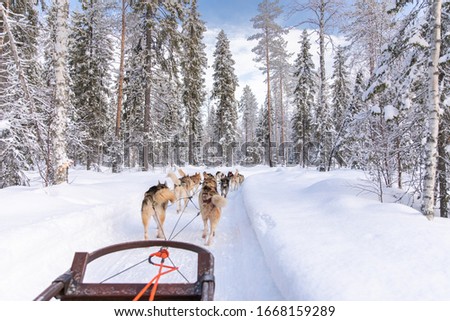 Siberian Huskies pulling a sled near Rovaniemi, Finland.
