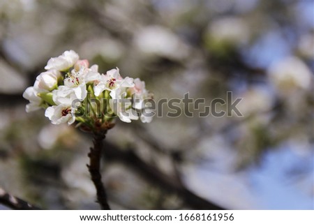 White cherry blossom blooming on the tree. photo 