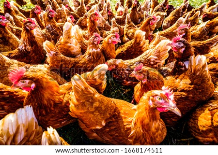 group of chicken at a farm - photo