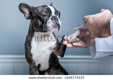 Veterinary doctor before inject antiparasitic vaccine to dog boston terrier with syringe