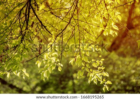 Young juicy green leaves on the branches of a birch in the sun outdoors  summer close-up macro.Spring Awakening, beautiful vivid colorful artistic image.Natural background