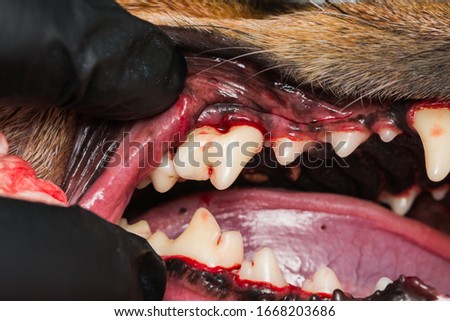 close-u photo of a dog teeth after tartarectomy or dental scalling