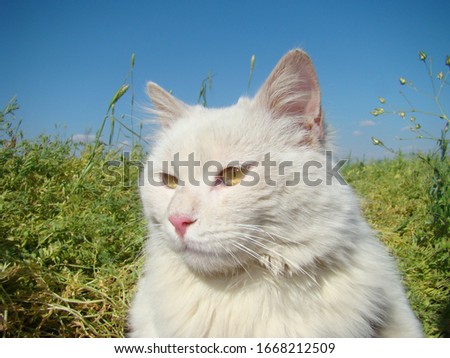 white cat in nature | male cat