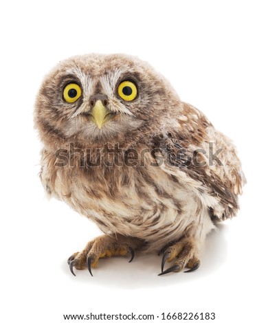 One small owl isolated on a white background.