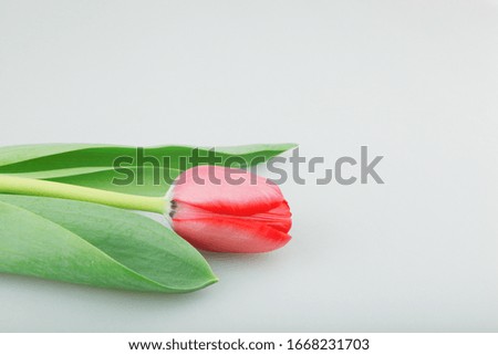 Close-Up Of Red Tulips Flowers Against White Background