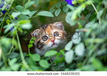 Scottish fold cat are playing in the garden. Tree color kitten are walking in the grass field in the morning.Kittens with folding ears are playing in the garden.
