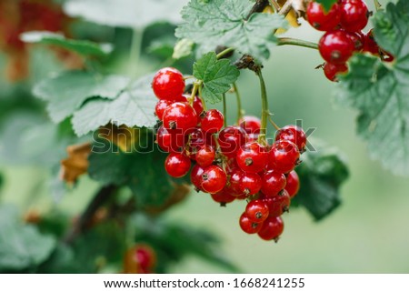 Red currant berries on a branch in the garden in summer. Selective focus on garden berries. Royalty-Free Stock Photo #1668241255