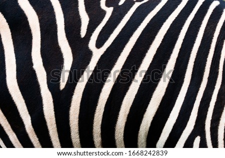 
Zebra background. Zebra skinning pattern.